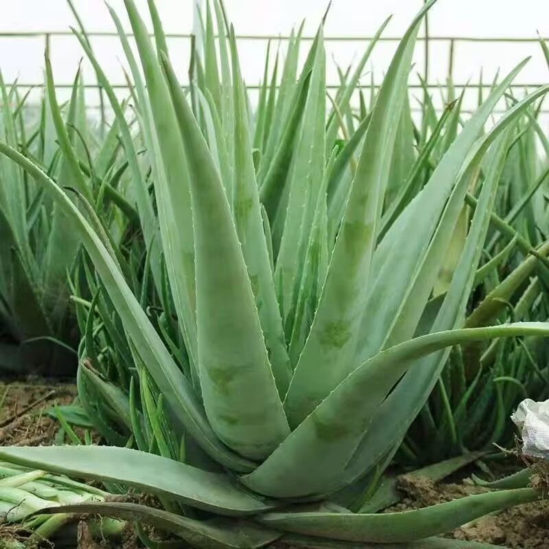 100% Pure Natural Dried Aloe V - Soap Making Raw Material 评论和价格